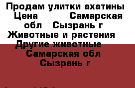 Продам улитки ахатины › Цена ­ 100 - Самарская обл., Сызрань г. Животные и растения » Другие животные   . Самарская обл.,Сызрань г.